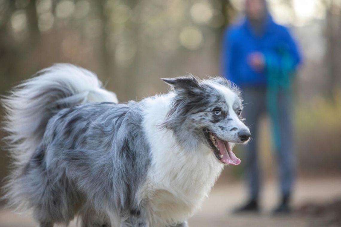 Boom na podróże ze zwierzętami. Pies na wakacjach to już standard