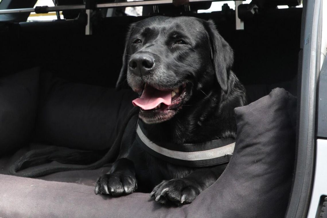 Celny cios KAS w nielegalny hazard. 8 stanowisk hazardowych zabezpieczonych w Szczecinie