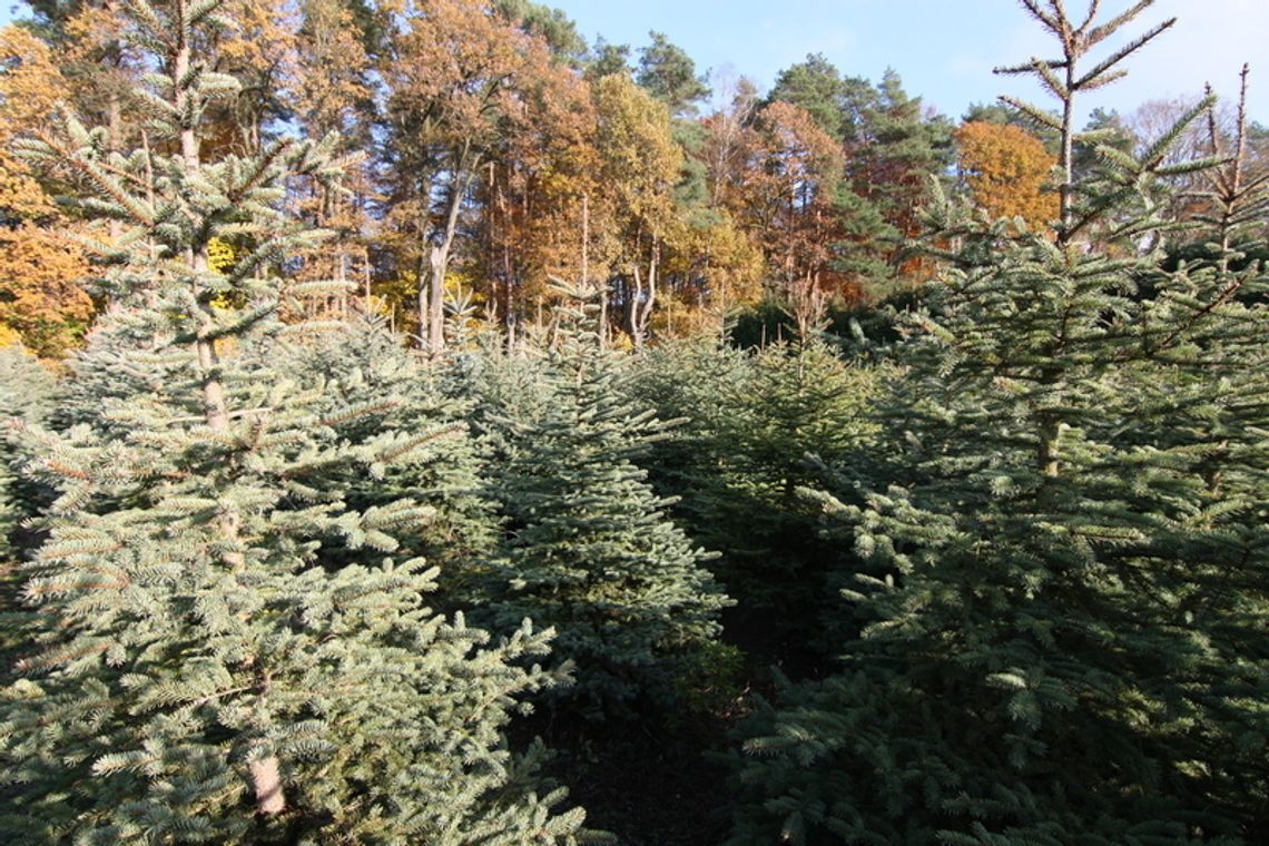 CHOINKA – KAWAŁEK LASU W NASZYM DOMU