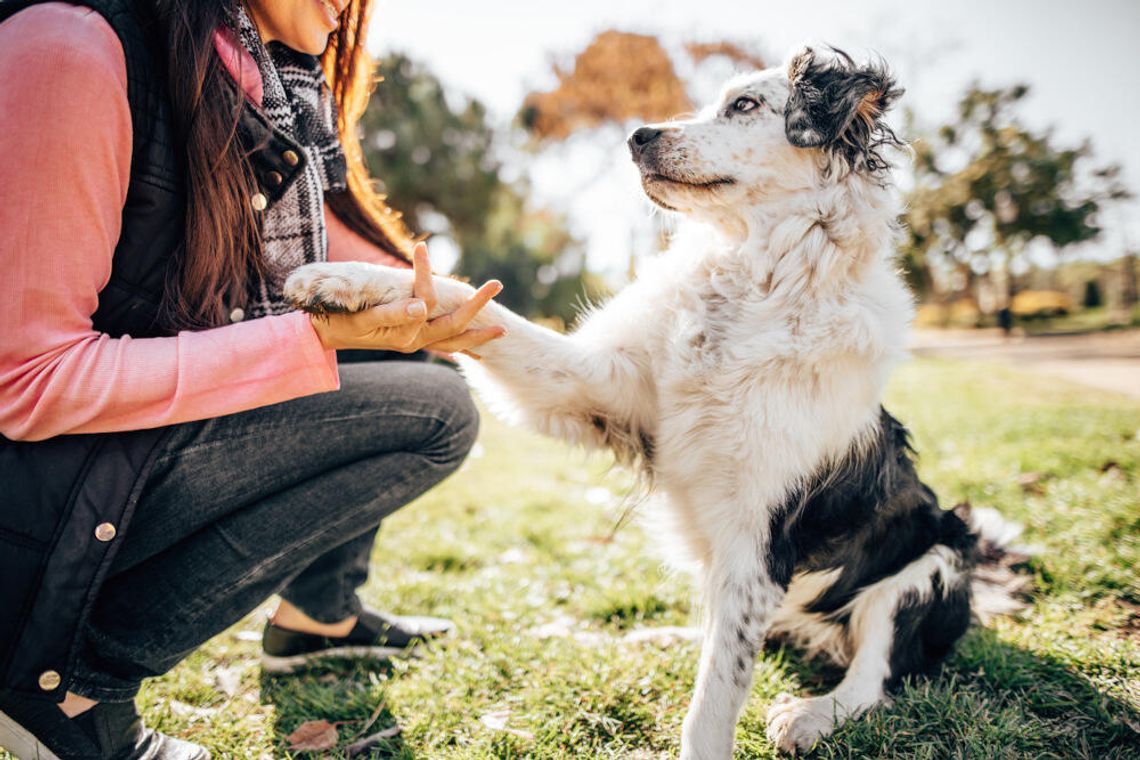 Co powstrzymuje Polaków przed adopcją zwierząt? Mars publikuje nowe badanie i wspólnie z Towarzystwem Opieki nad Zwierzętami w Polsce organizuje Weekend Adopcji Co powstrzymuje Polaków przed adopcją zwierząt? Mars publikuje nowe badanie i wspólnie z Towarzystwem Opieki nad Zwierzętami w Polsce organizuje Weekend Adopcji