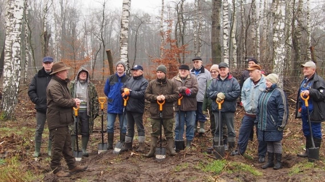 Członkowie Klubu LOP dla Dorosłych posadzili 2000 dębów