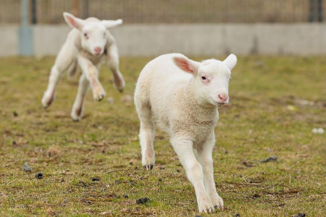 Cztery jagnięta — Pola, Benio, Maciek i Gabryś — w Zwierzętarni ZUT tworzą unikalne warunki badawczo-dydaktyczne