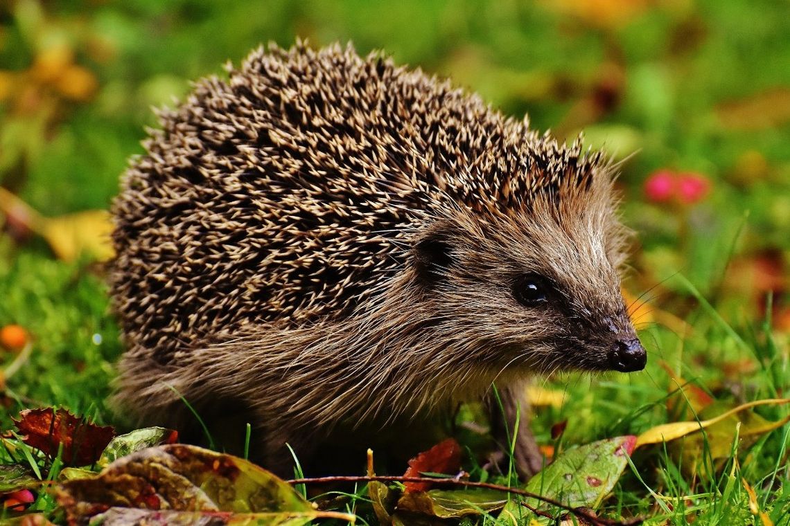 Dzień Dzikiej Fauny, Flory i Naturalnych Siedlisk. Sprawdź, jak możesz pomóc naturze