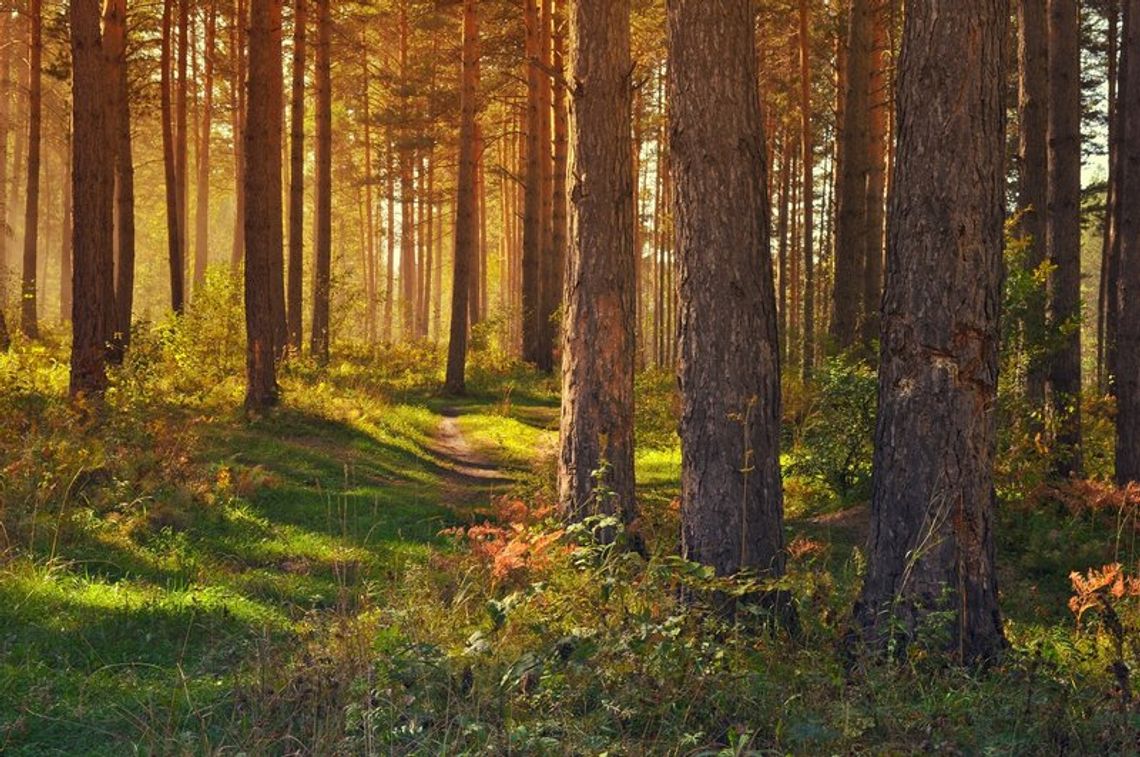 Dzień Dzikiej Flory, Fauny i Naturalnych Siedlisk. Ich ochrona to obowiązek nas wszystkich