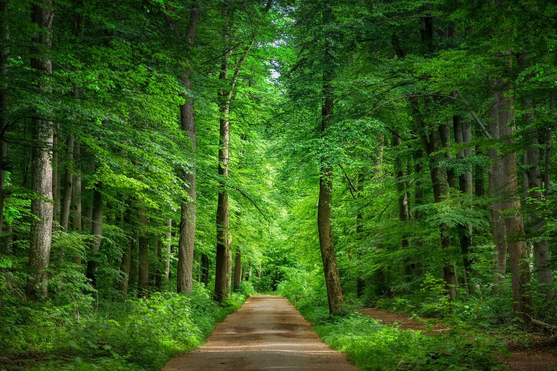 Dzień Ziemi – małe działania, duże znaczenie. Sprawdź, jak zatroszczyć się o planetę