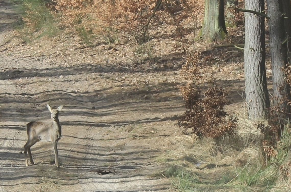 Gryficcy leśnicy uratowali sarnę