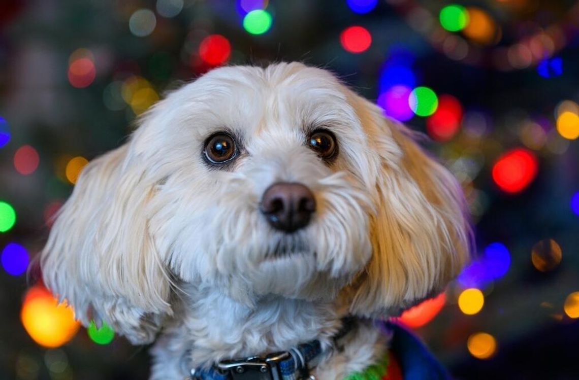 Jak przygotować pupila do Świąt i Sylwestra? Podpowiadamy, co zrobić by przejść przez ten czas spokojnie i bez stresu