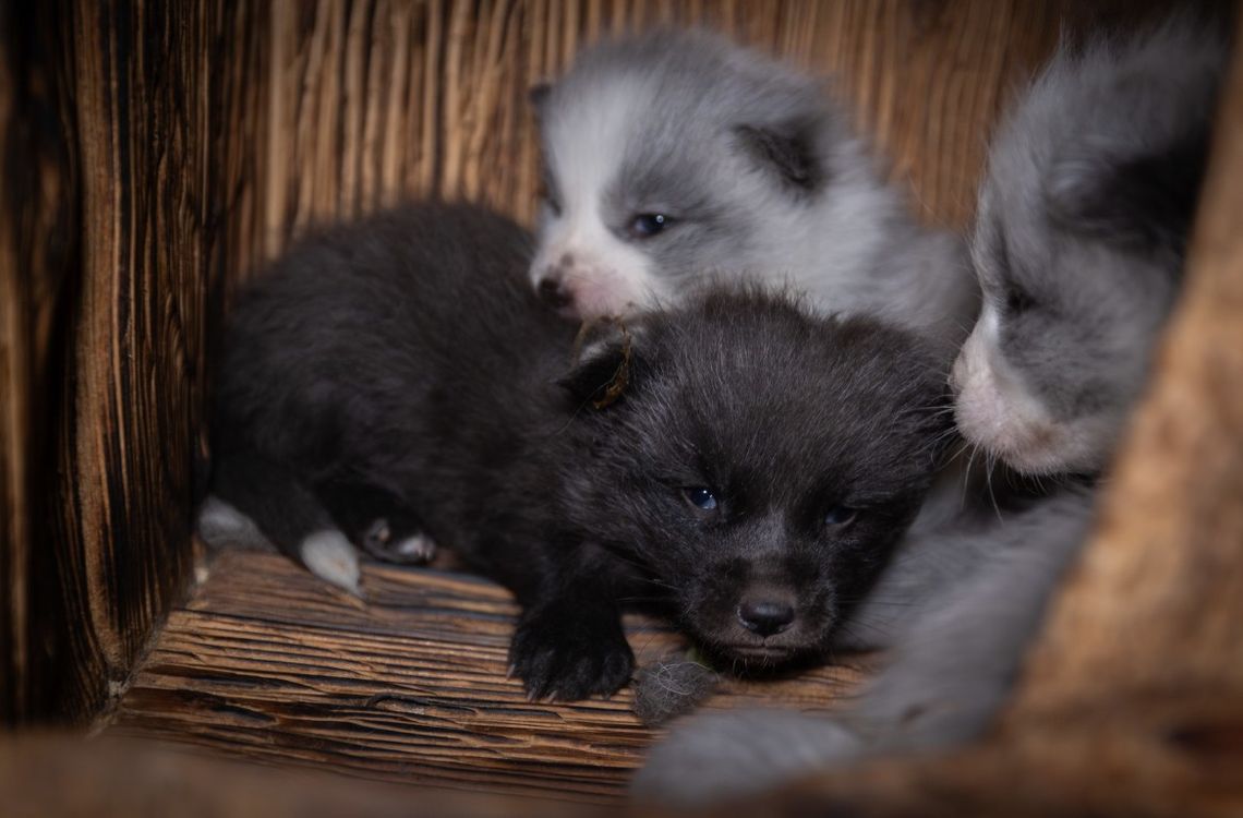 Jak wygląda życie szczeniąt na fermach futrzarskich? Nowe śledztwo z ferm lisów i jenotów