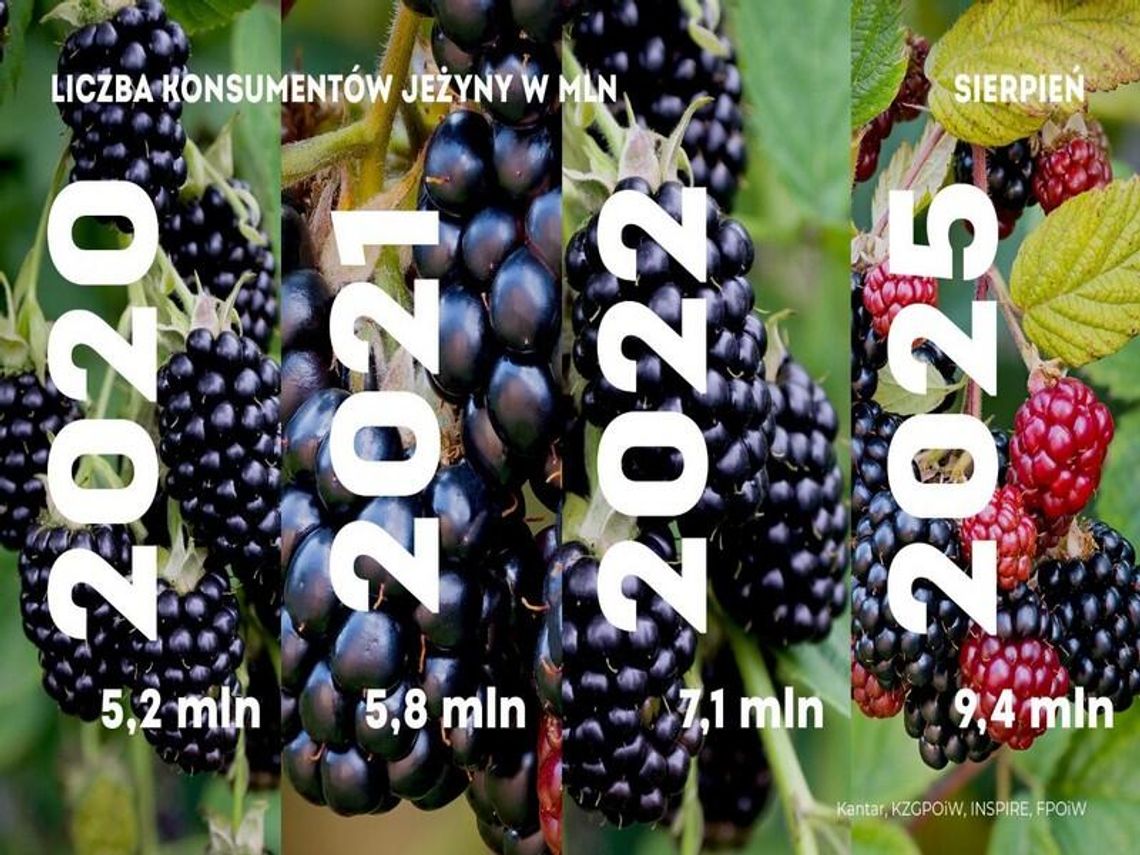 Jeżynowy boom w Polsce - rośnie grono fanów tego superowocu Jeżynowy boom w Polsce - rośnie grono fanów tego superowocu