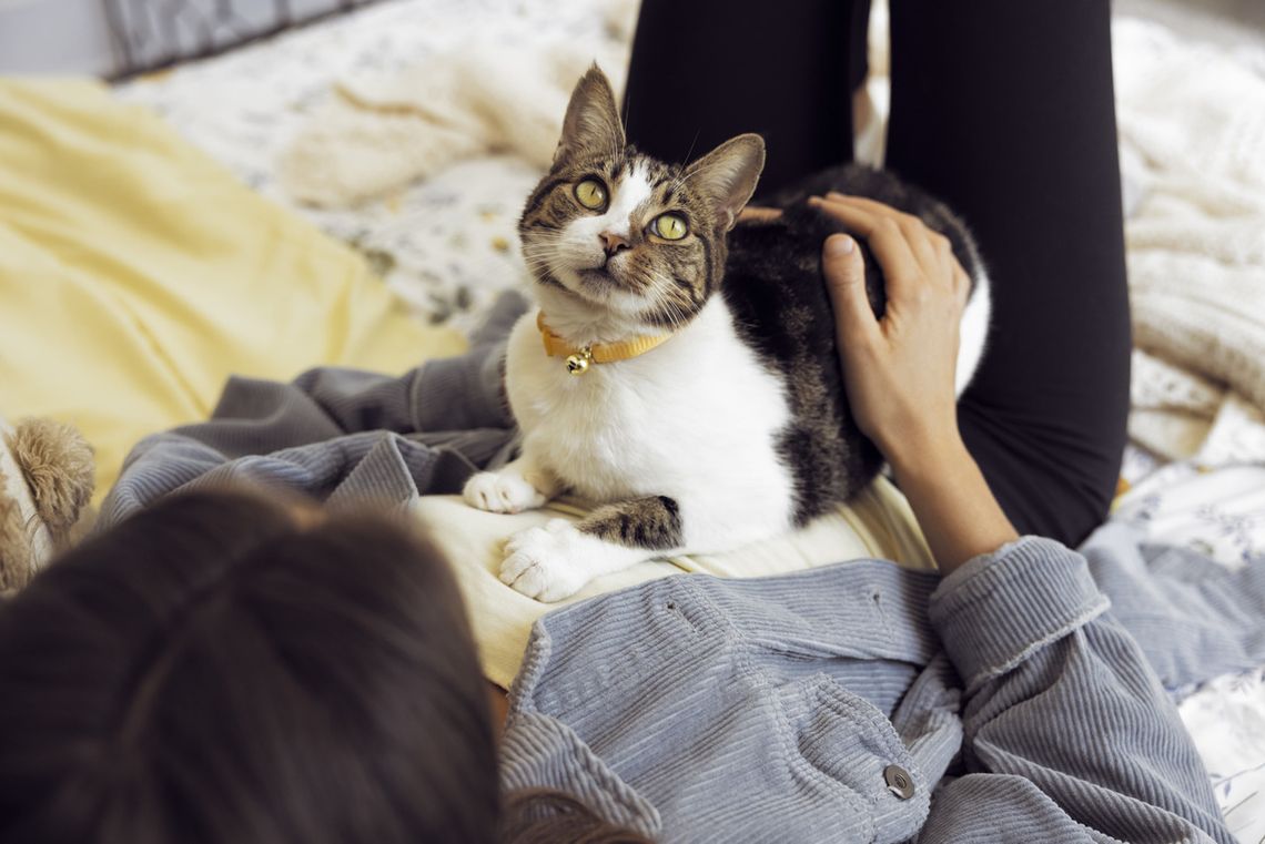 Kiedy kot mówi: „kocham Cię”. Co zdradzają jego gesty, mruczenie i osobowość?