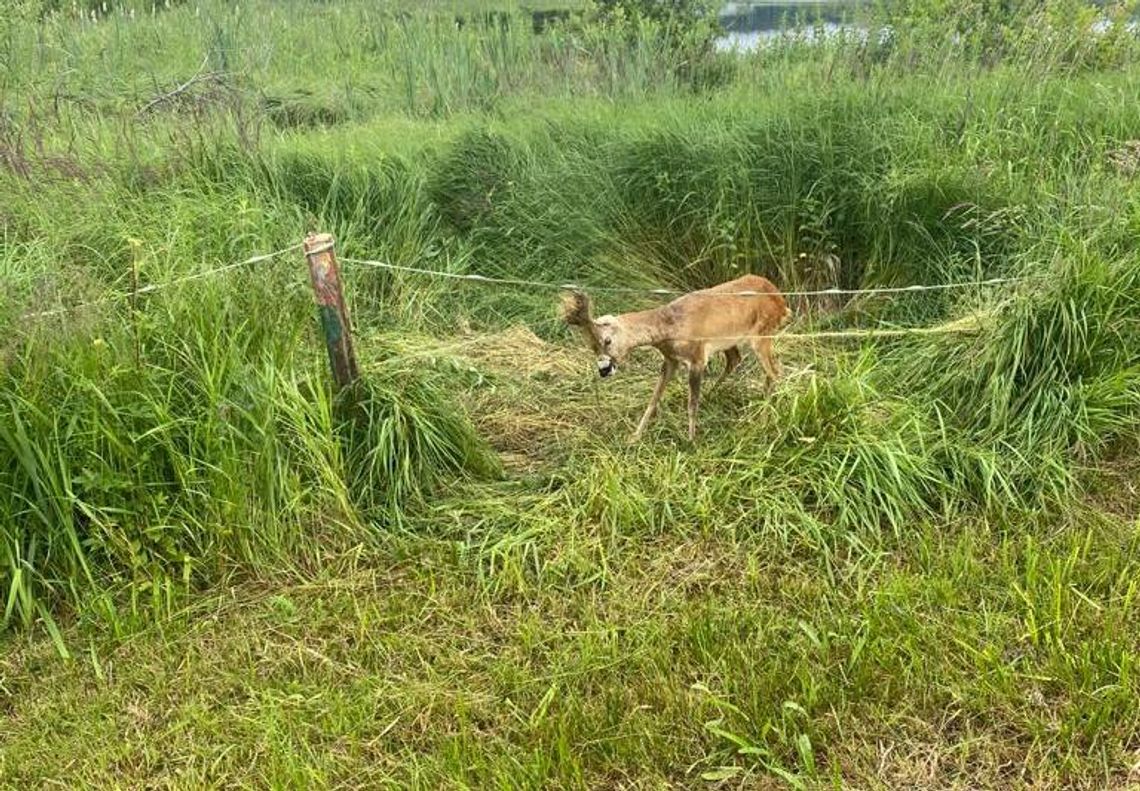 Kolejna uratowana sarna na terenie Nadleśnictwa Gryfice