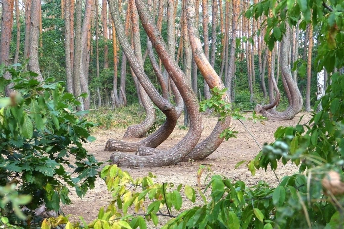 Krzywy Las pod opieką PGE Krzywy Las pod opieką PGE