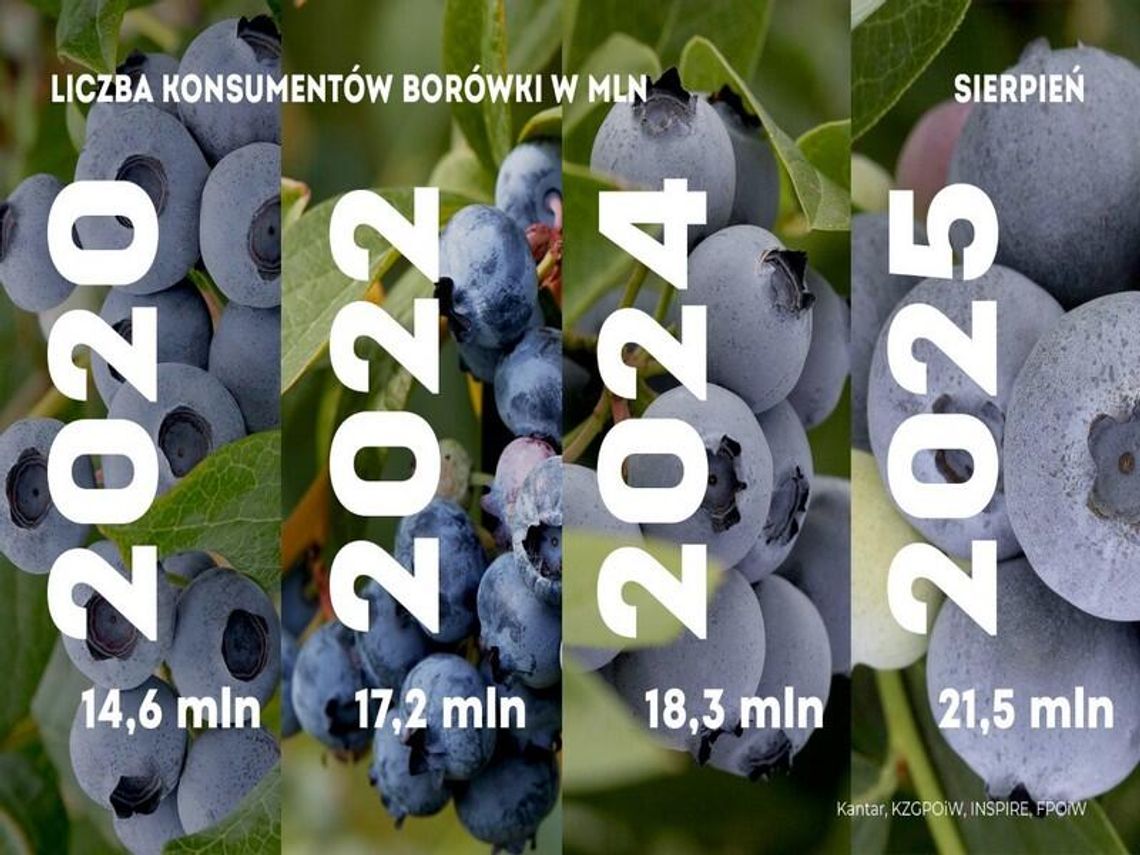 Lato z borówkami - kolejny rekord konsumpcji