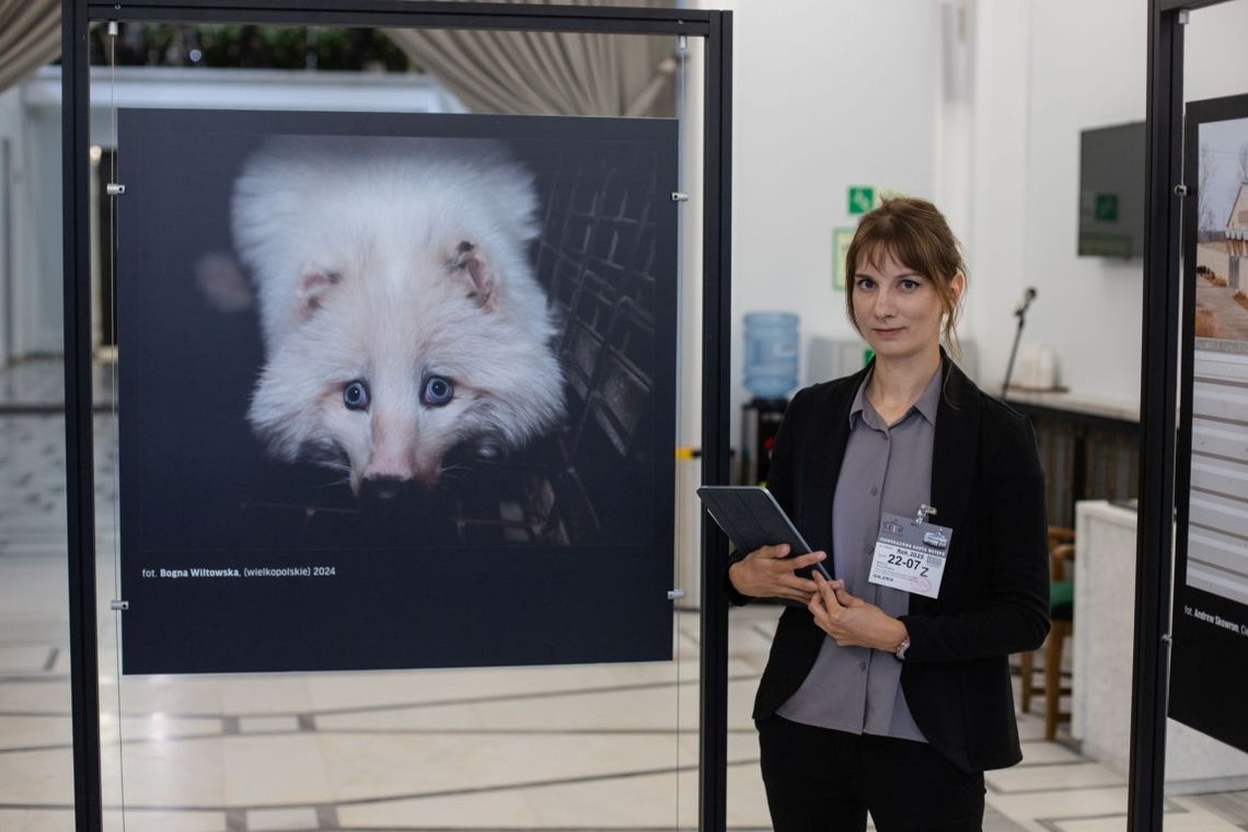 Lis bez nogi, norka gryząca kratę – tą wystawą w Sejmie Otwarte Klatki przypominają o zakazie hodowli zwierząt na futro