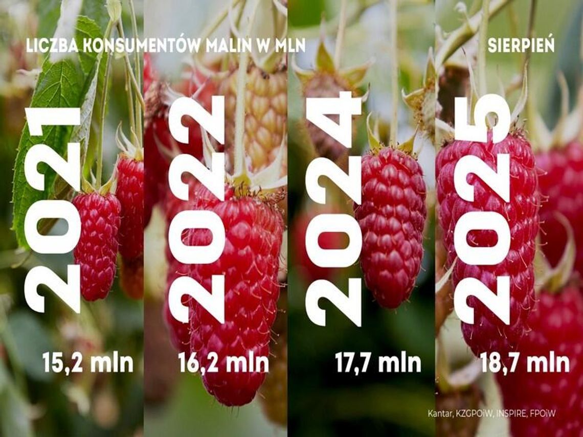 Maliny rosną w siłę - rekord ilości konsumentów