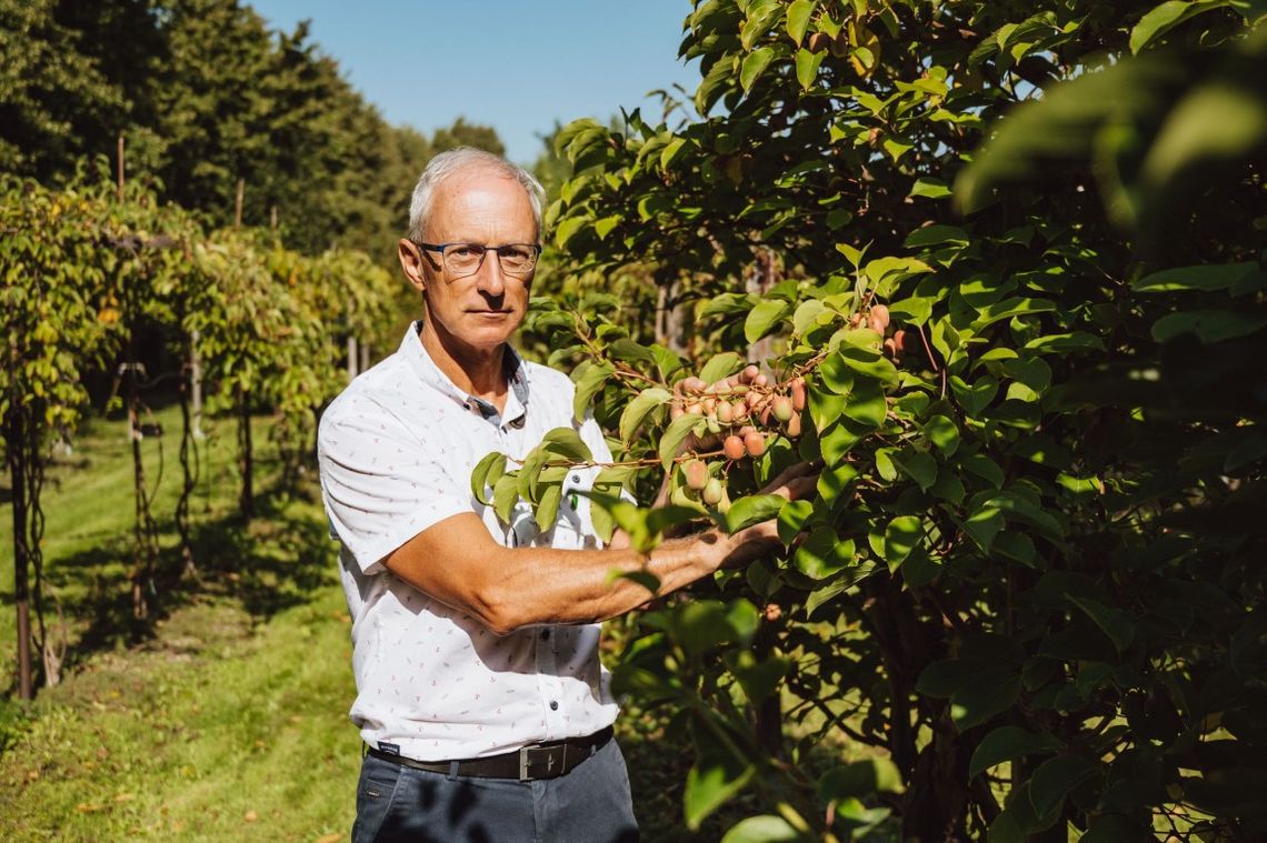 Minikiwi - polski superowoc, wyjątkowo zdrowy i pyszny