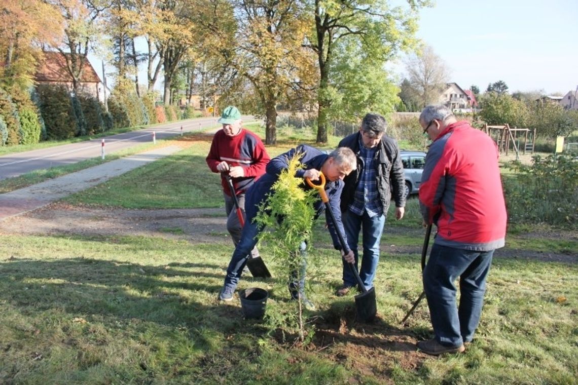 Ozdobne drzewa posadzone w Karsku