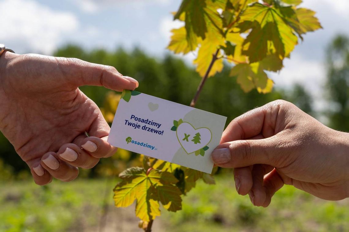 Ponad pół miliona drzew do końca roku? Polska firma wspiera nasze lasy