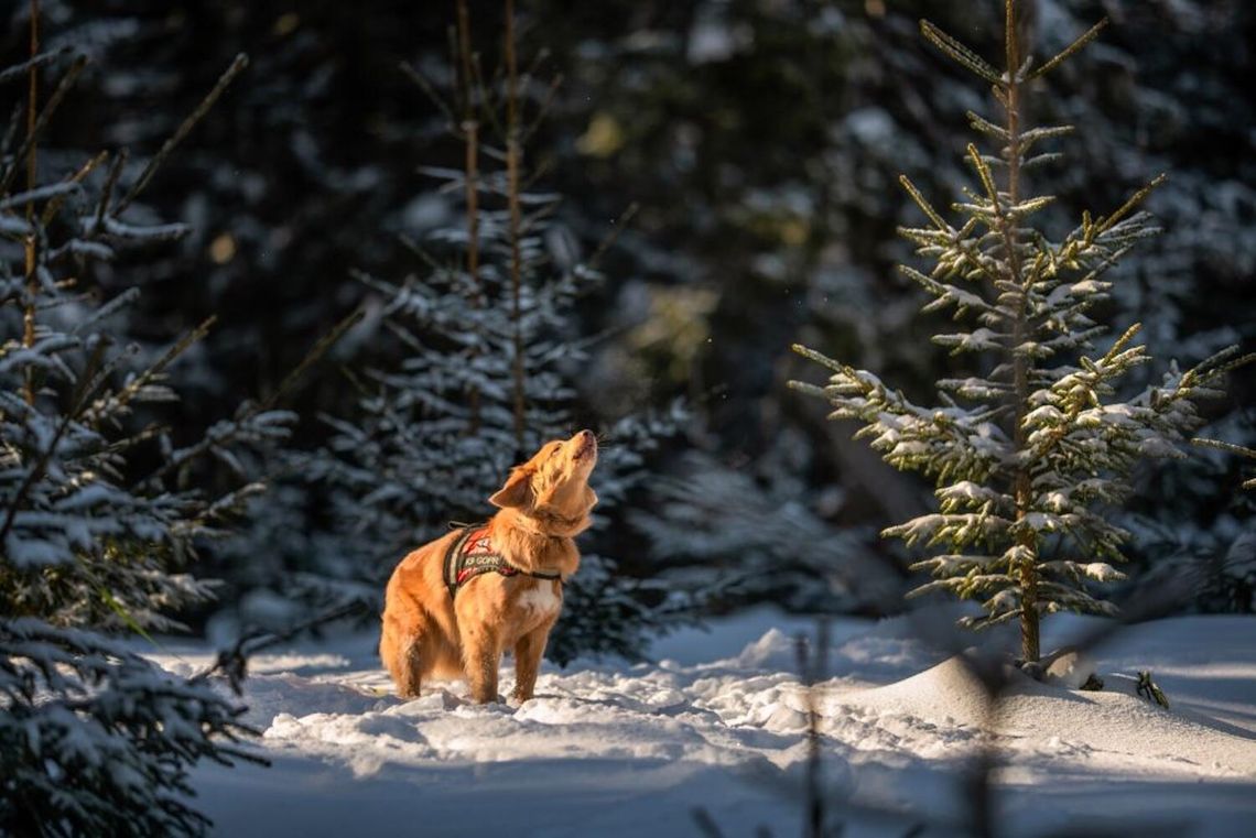 Poznaj zwierzęcych bohaterów. Maxi Zoo zaprasza na spotkania z psami wspierającymi terapię i psimi ratownikami Poznaj zwierzęcych bohaterów. Maxi Zoo zaprasza na spotkania z psami wspierającymi terapię i psimi ratownikami