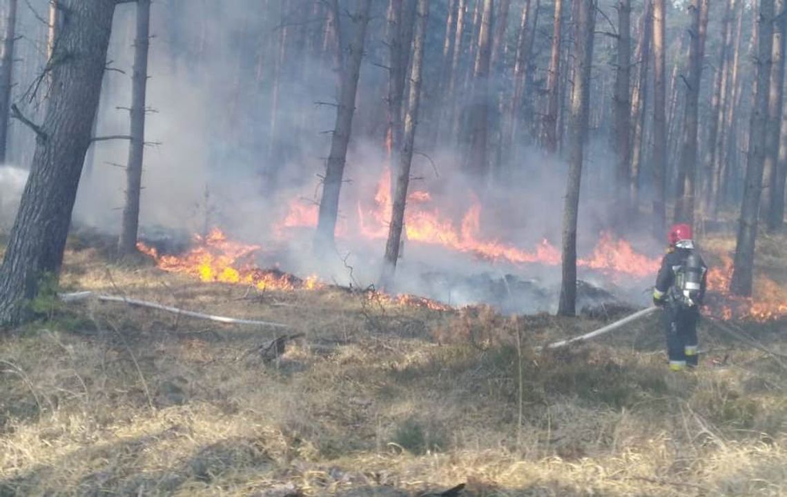 Pracowite święta strażaków i leśników - 93 pożary lasów w kwietniu 