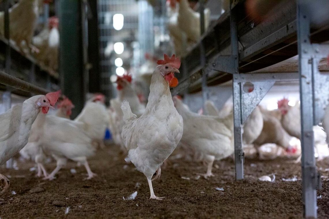 Rewolucja na rynku. Sieci handlowe mówią koniec jajom klatkowymRewolucja na rynku. Sieci handlowe mówią koniec jajom klatkowym