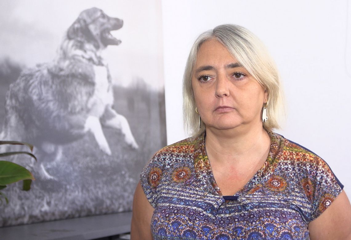 Rośnie liczba bezdomnych zwierząt w Polsce i związane z nimi wydatki. Potrzebne wprowadzenie kontroli środków przeznaczanych na schroniska