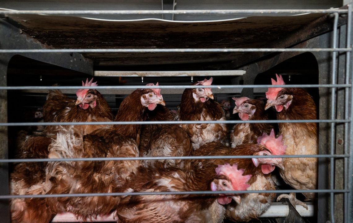 Słowenia zakazuje chowu klatkowego kur. Kolejny europejski kraj odchodzi od „trójek"