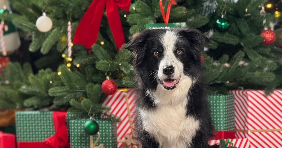 Świąteczne upominki dla pupili – co w tym roku króluje pod choinką?