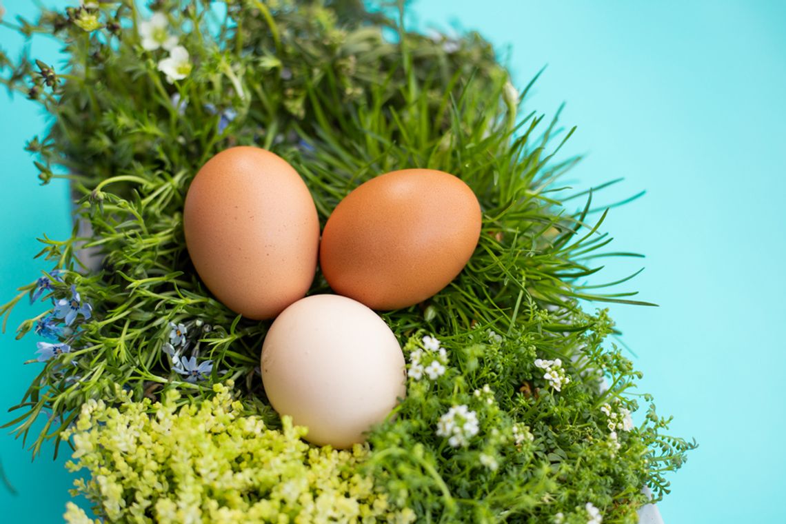 Światowy Dzień Jaja: czy wiesz, co naprawdę kryje się pod skorupką?