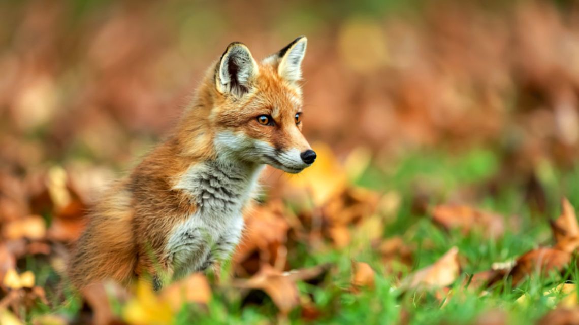 Światowy Dzień Zwierząt – dlaczego ich ochrona jest dziś ważniejsza niż kiedykolwiek wcześniej?