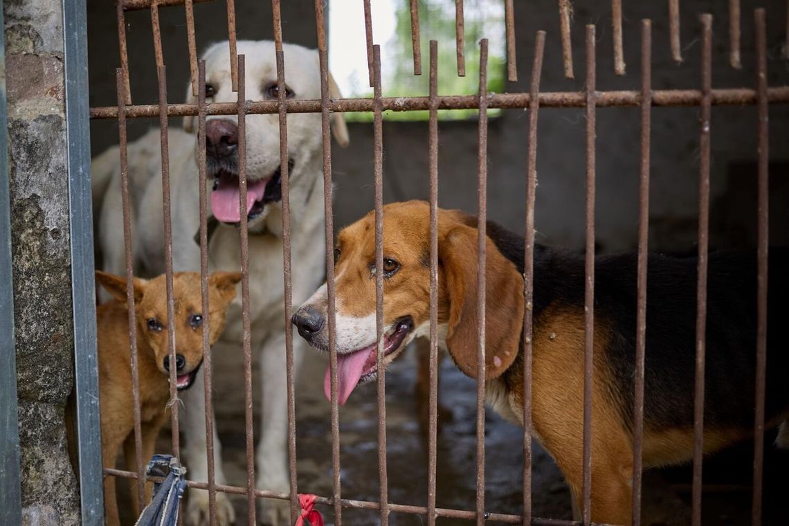 To historyczne wydarzenie. Pierwsza ubojnia psów w chińskim Yulin zakończyła swoją działalność przed dorocznym festiwalem psiego mięsa