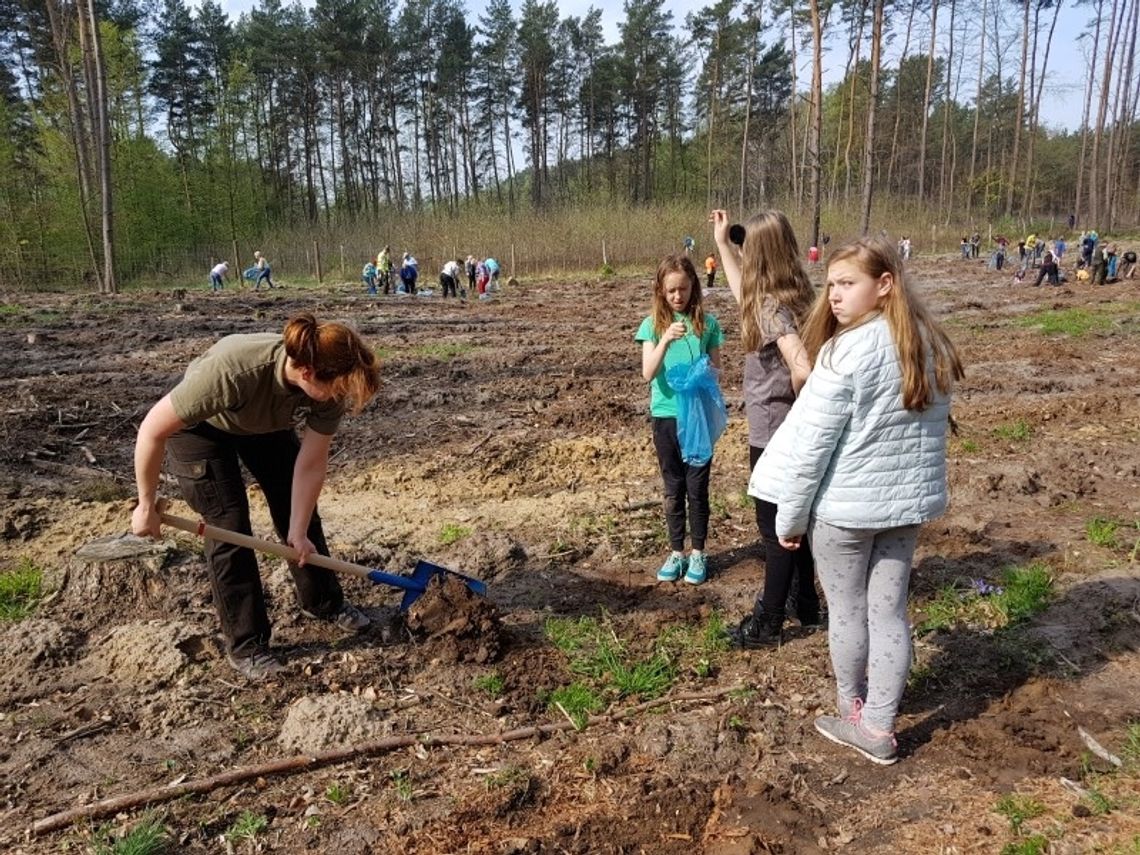 To już w sobotę 13. kwietnia -  największe sadzenie lasów w Polsce będzie w okolicach Szczecina