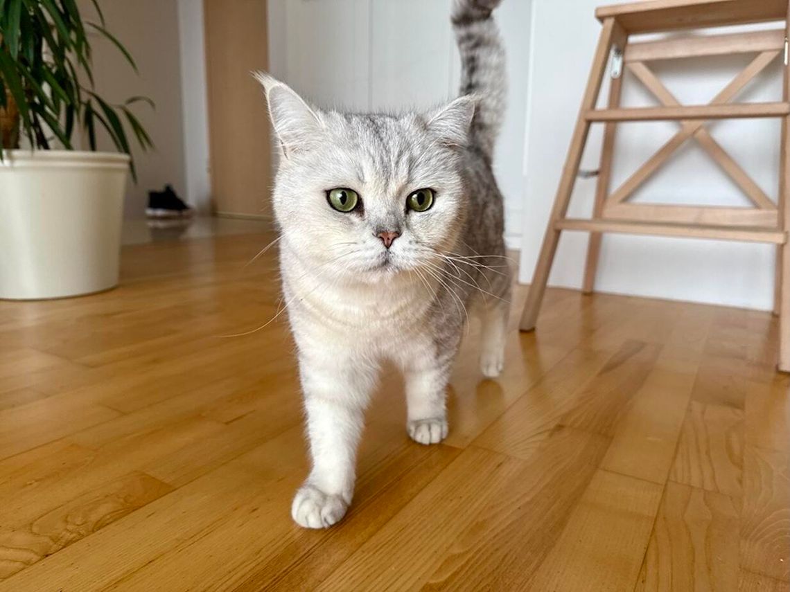 Ubezpieczenie NNW psa i kota bez dopłat w polisie mieszkaniowej