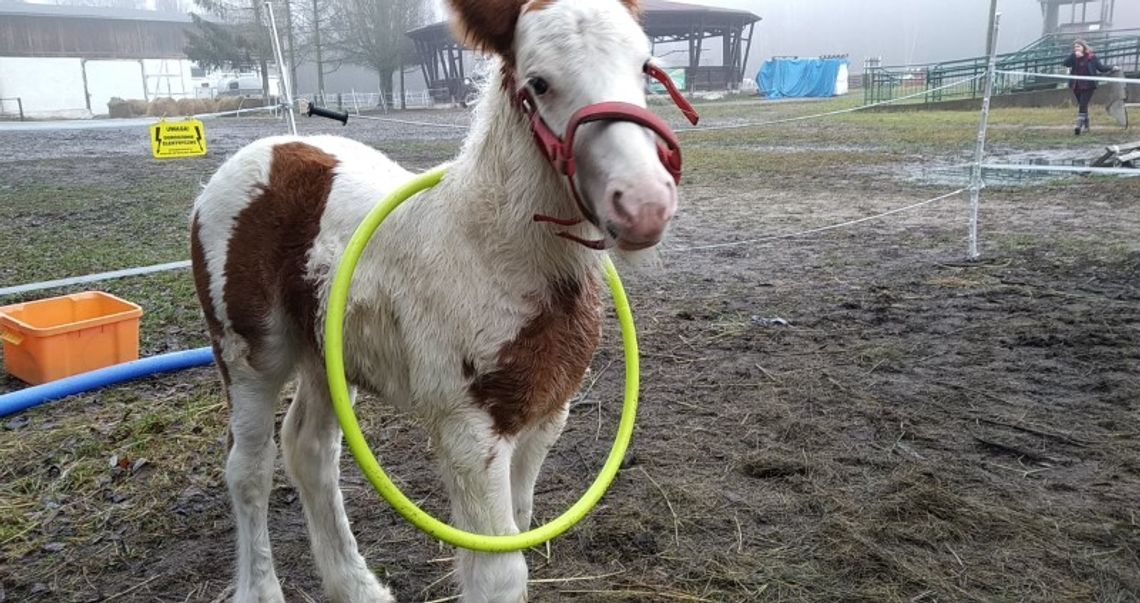 Uczelniany źrebak rośnie jak na drożdżach