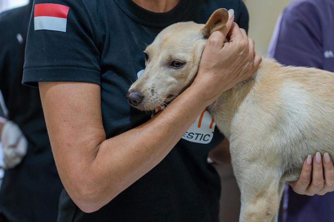 W których krajach bezdomne psy mają najlepiej i najgorzej? Humane World Animals publikuje zestawienie z okazji Dnia Bezdomnych Zwierząt