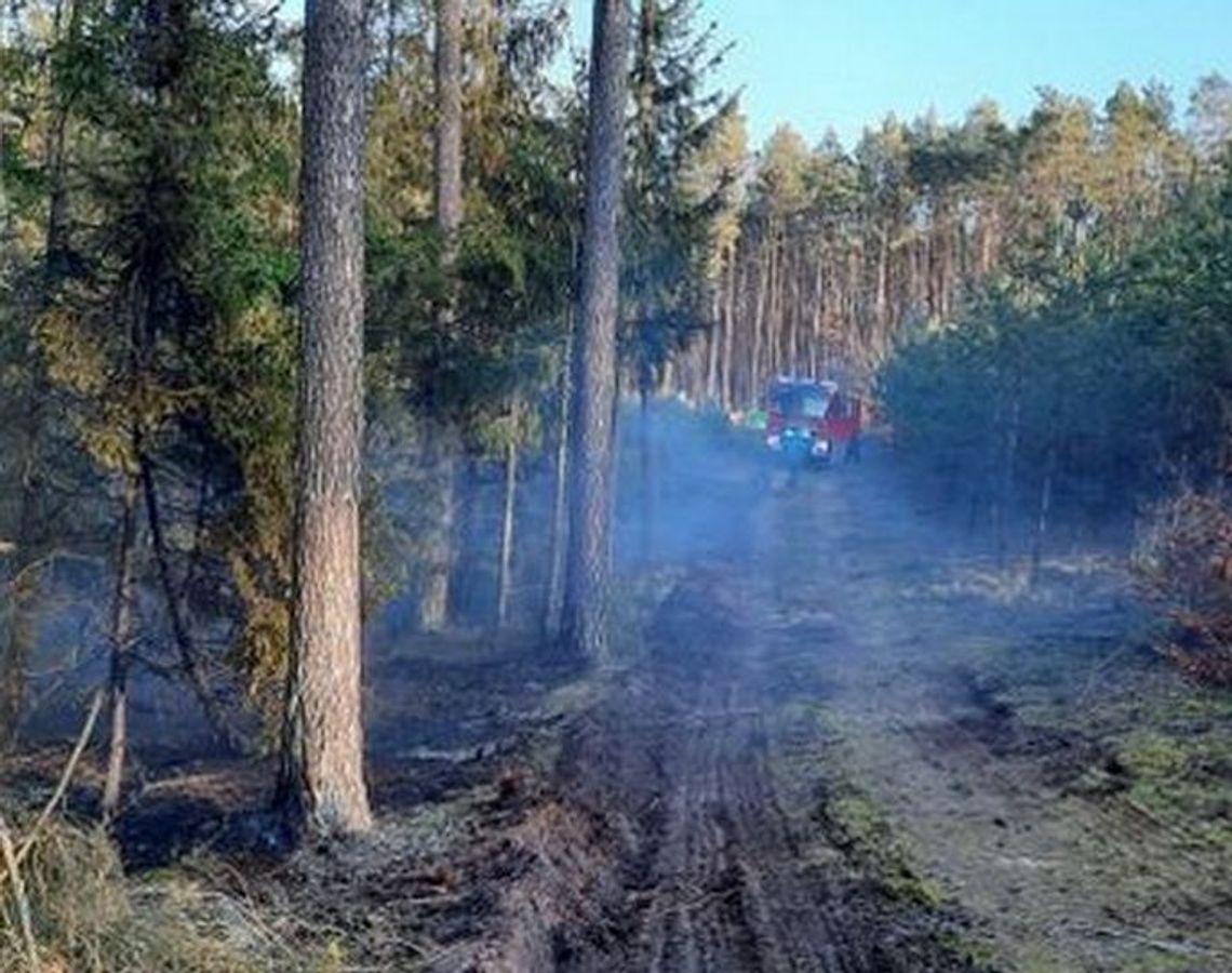 W lasach wysokie zagrożenie pożarowe – leśnicy apelują o rozwagę