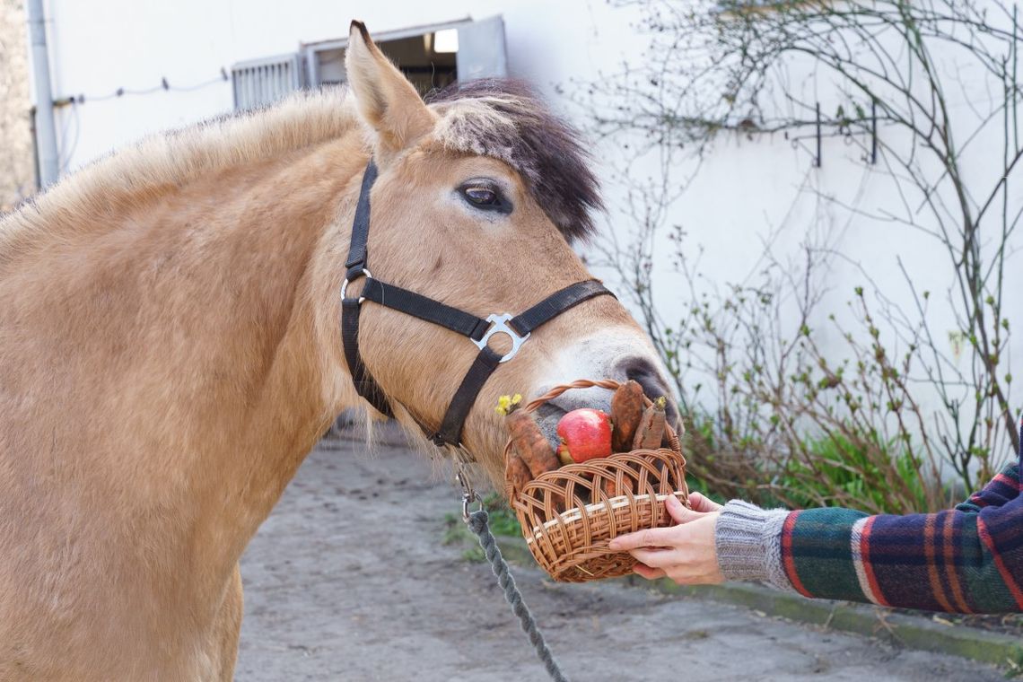 W sobotę święcenie pokarmów na Osowie. Z udziałem jeźdźców na koniach