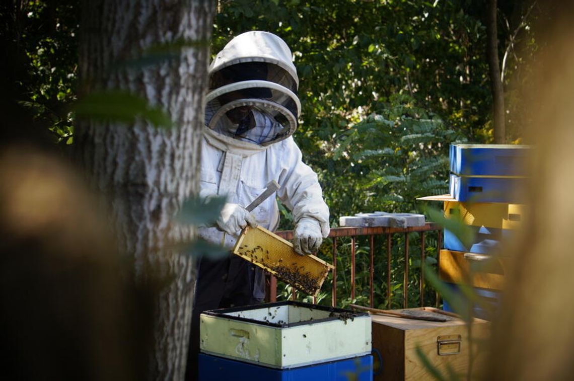 Wielki Dzień Pszczół. Dlaczego musimy ratować zapylacze?