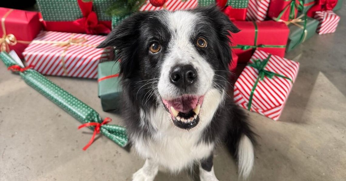 Wspólnie dla zwierząt - Spełnij marzenia zwierząt w schroniskach! Rusza wielka świąteczna akcja charytatywna Maxi Zoo