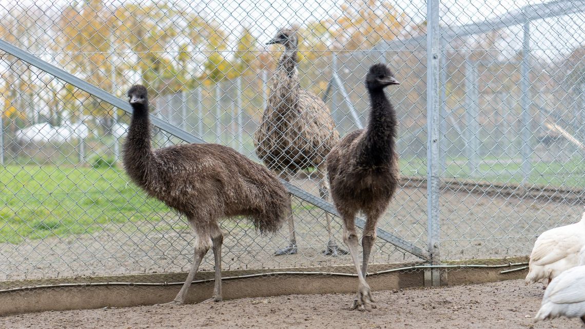 Z uczelnianej zwierzętarni do ogrodu zoologicznego. Młoda para emu zamieszka w nowym domu