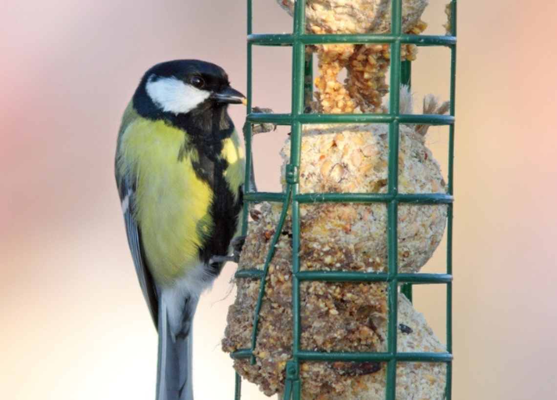 Zadbaj o skrzydlatych gości w swoim ogrodzie  – sprawdzone zasady dokarmiania dzikich ptaków