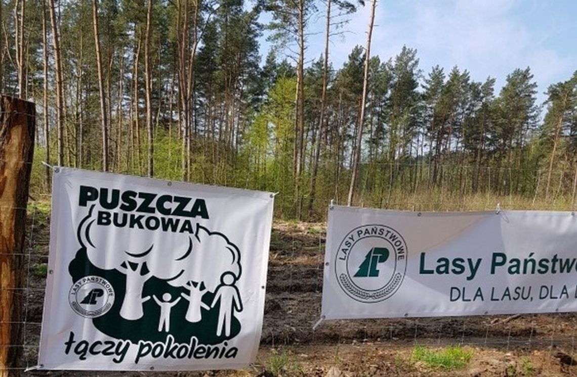 Zapraszamy na kolejne warsztaty kulinarne pod hasłem „Puszcza Bukowa inspiruje - smakołyki z Puszczy”