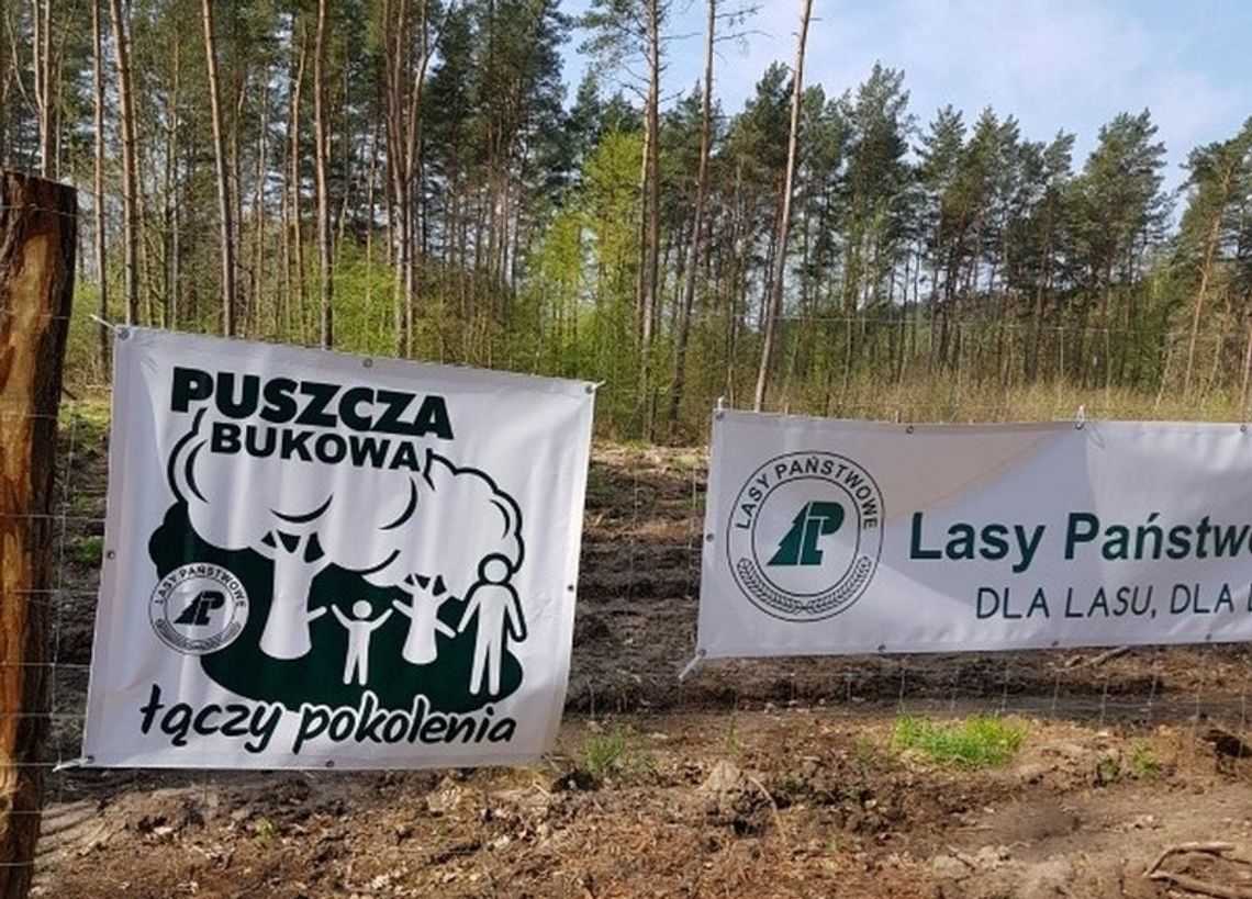 Zapraszamy na wspólne sadzenie lasu w trzech puszczach sąsiadujących ze Szczecinem