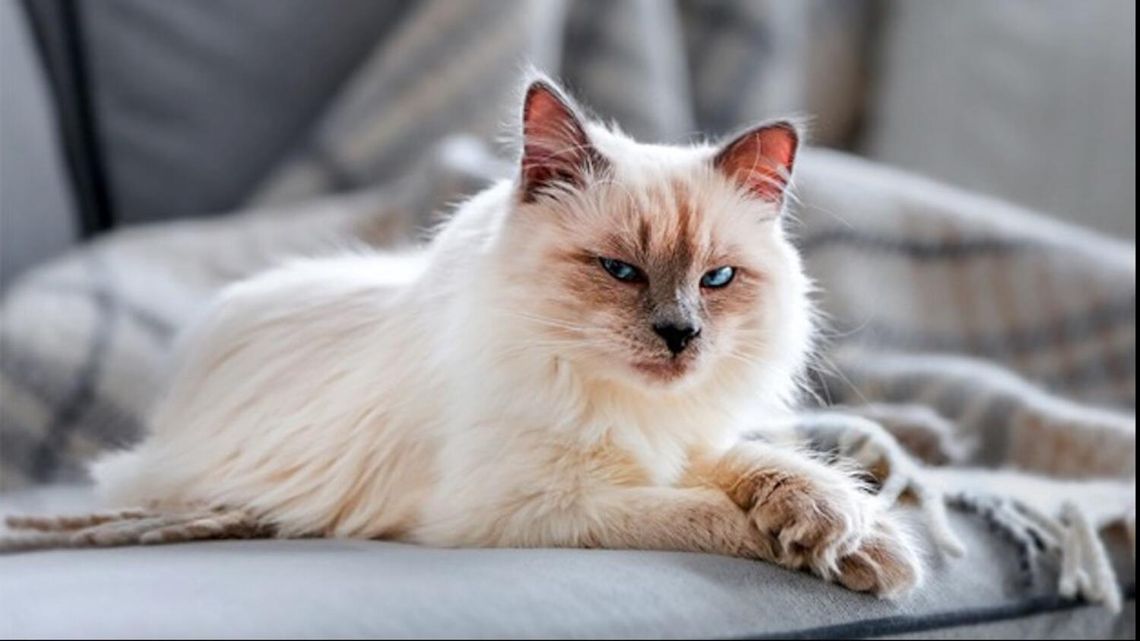 Zdrowie zaczyna się od miski! Maxi Zoo i Royal Canin wspólnie o specjalistycznym żywieniu zwierząt Zdrowie zaczyna się od miski! Maxi Zoo i Royal Canin wspólnie o specjalistycznym żywieniu zwierząt