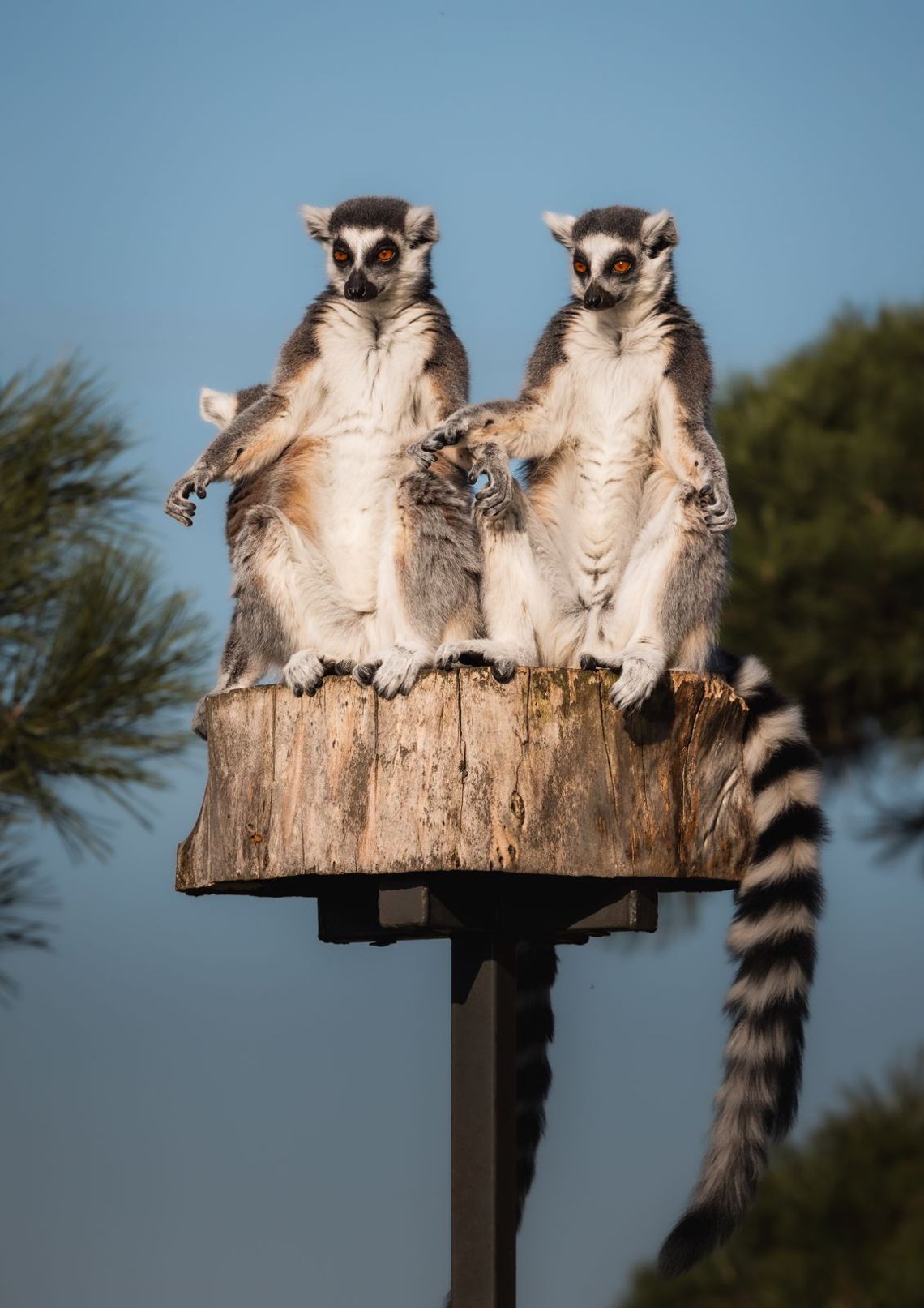 Zoo Borysew i Województwo Łódzkie na Pikniku nad Odrą 2025 – egzotyka i edukacja w sercu Szczecina