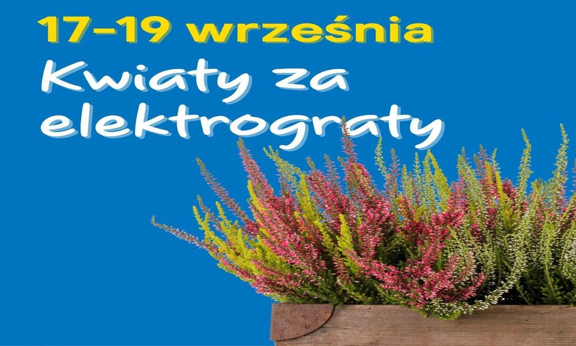 Zrób porządek i odbierz wrzosy od Castoramy. Rusza jesienna akcja „Kwiaty za Elektrograty” Zrób porządek i odbierz wrzosy od Castoramy. Rusza jesienna akcja „Kwiaty za Elektrograty”