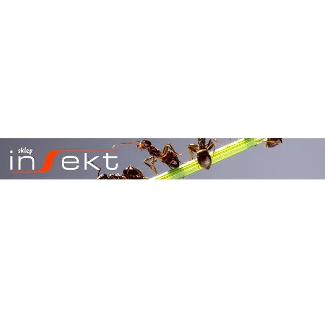 Sklep Insekt - profesjonalne środki zwalczające szkodniki i insekty
