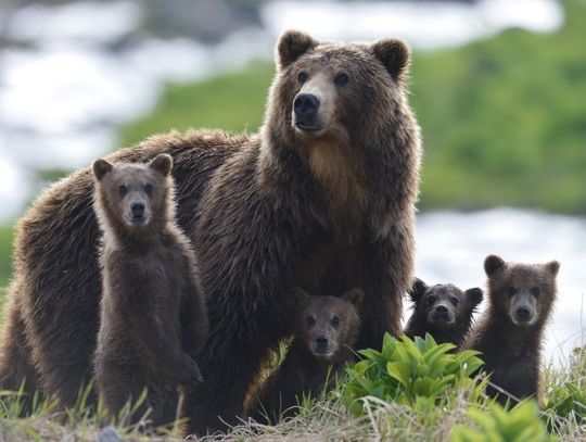 EKOFILM - Grand Prix KAMCHATKA BEARS LIFE BEGINS