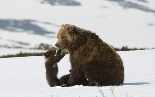 Photo 4 KAMCHATKA_BEARS_4