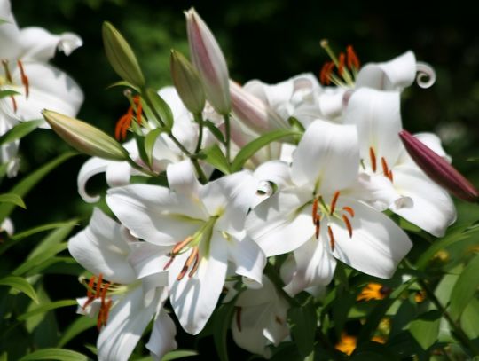 Jan Major - Ocalić od zapomnienia (1)